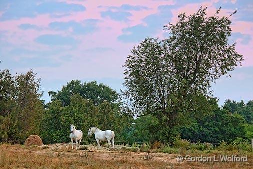 Two White Horses_19967.jpg - Photographed at dawn near Rideau Ferry, Ontario, Canada.